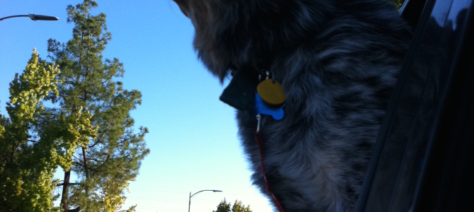 Dog Ownership is Optional – and Wonderful Dog Ownership is Optional – and Wonderful